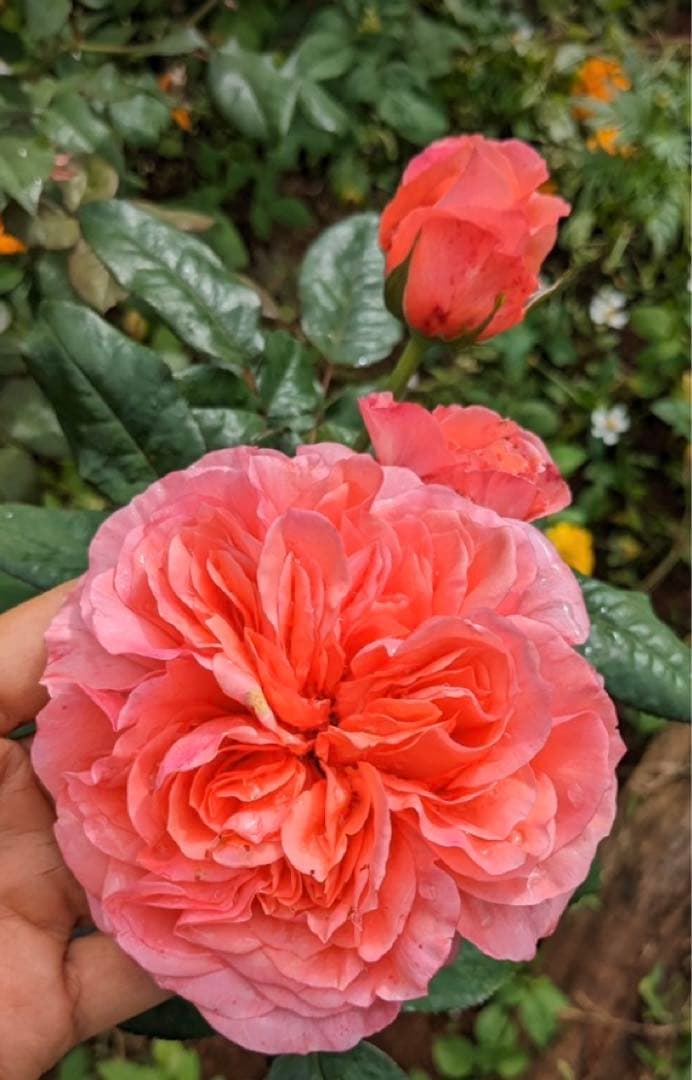 希少　薔薇苗　バラ苗　ロンドン。。。2年　1鉢