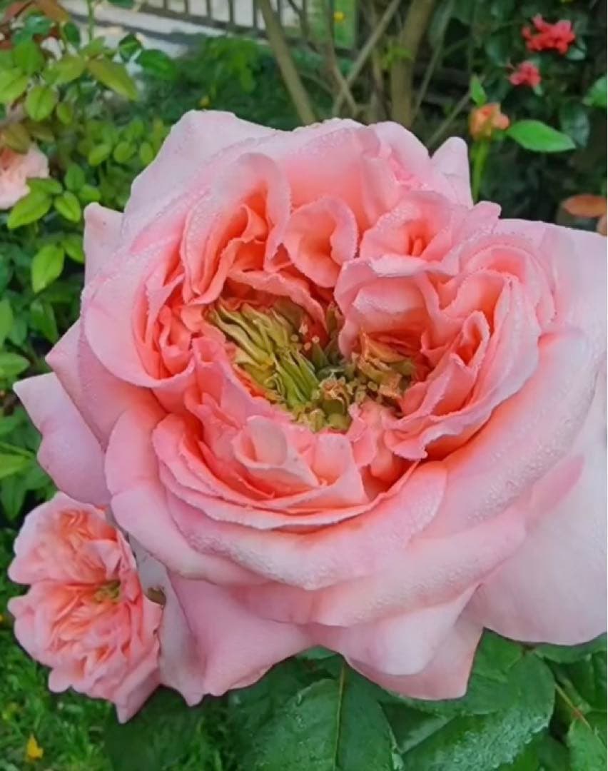 希少　薔薇苗　バラ苗　ロンドン。。。2年　1鉢