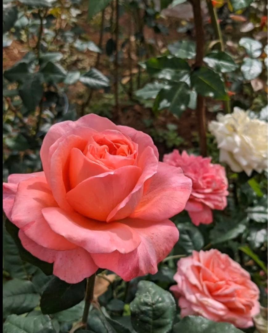 希少　薔薇苗　バラ苗　ロンドン。。。2年　1鉢