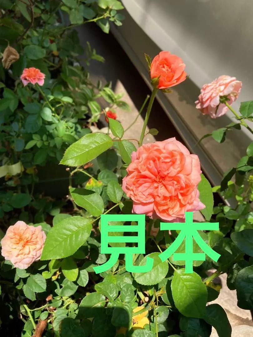 希少　薔薇苗　バラ苗　ロンドン。。。2年　1鉢