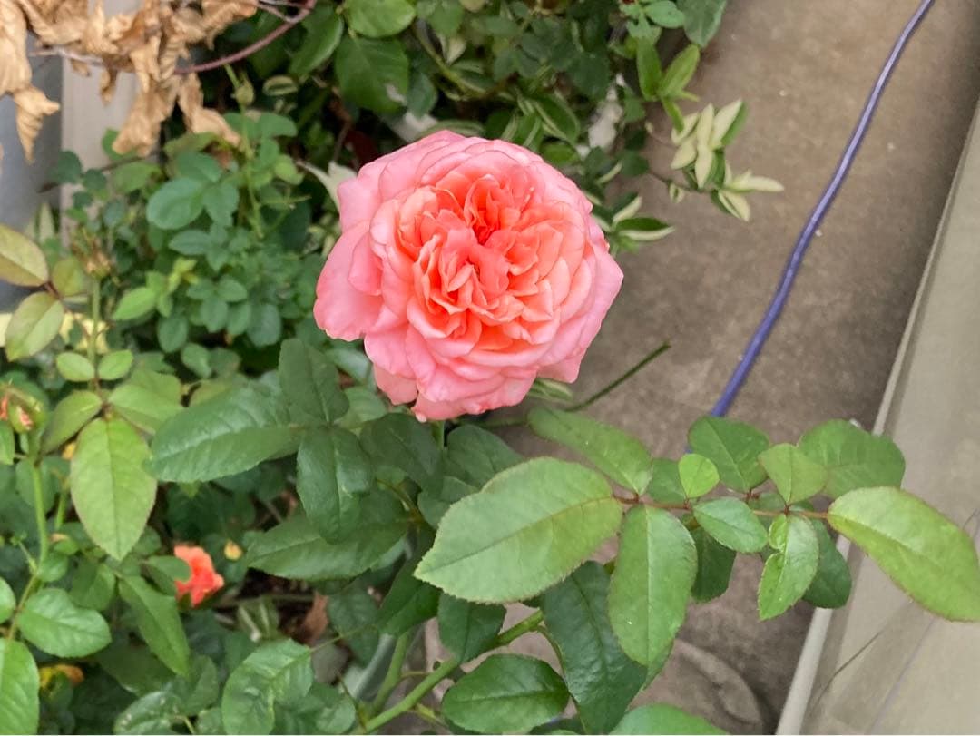 希少　薔薇苗　バラ苗　ロンドン。。。2年　1鉢