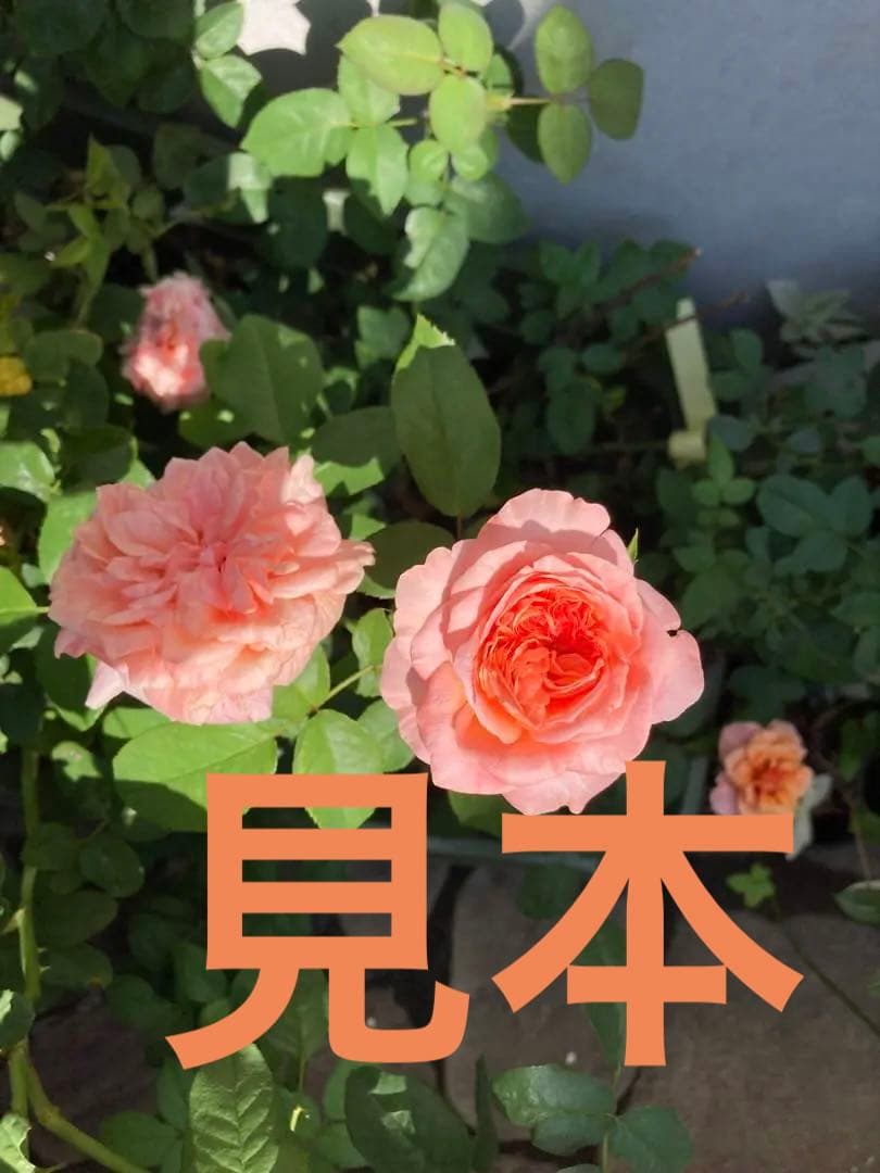希少　薔薇苗　バラ苗　ロンドン。。。2年　1鉢