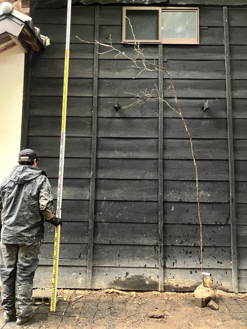 80 山採り ヤマコウバシ A9738470