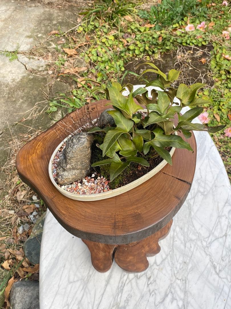 木製 自然形状 テーブル 観葉植物スタンド スツール