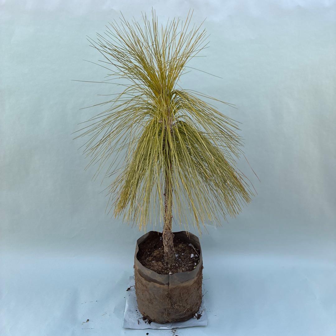 ダイオウショウ