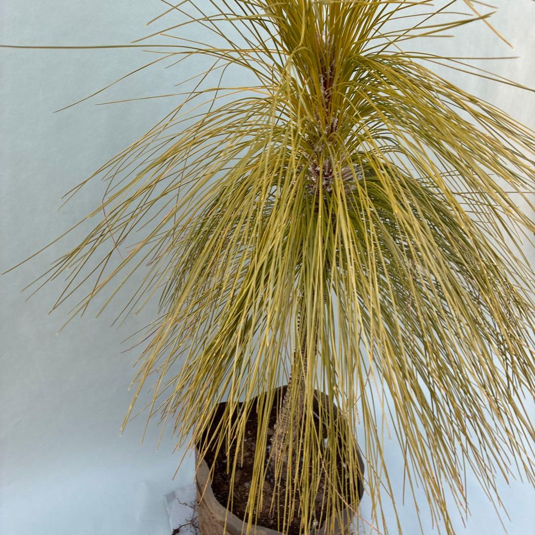 ダイオウショウ