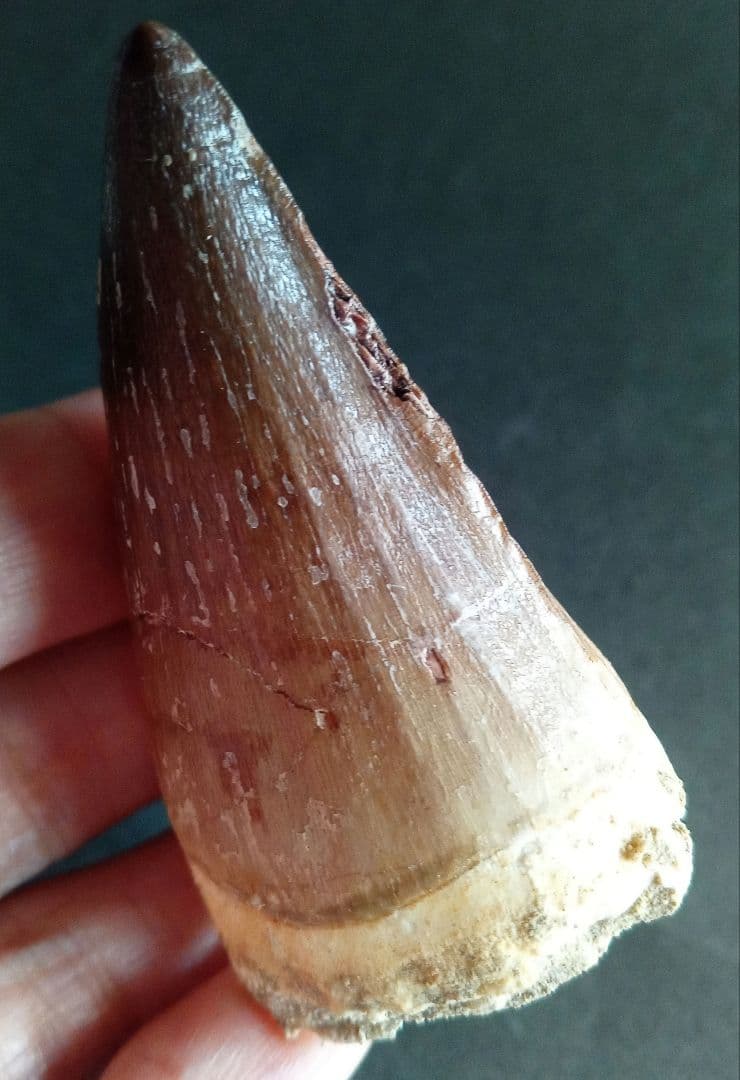 モササウルス　超大型種　プログナソドン　歯化石　美麗　超特大　約 71 mm