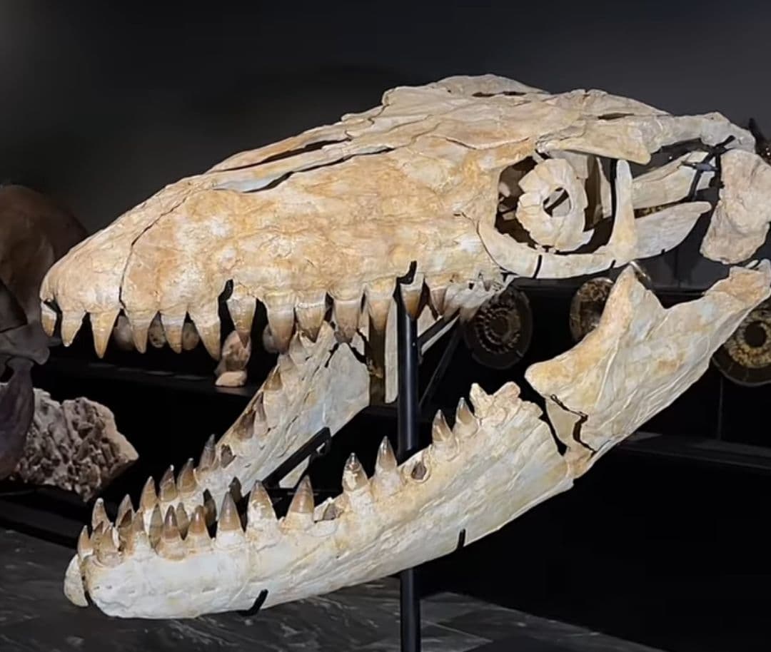 モササウルス　超大型種　プログナソドン　歯化石　美麗　超特大　約 71 mm