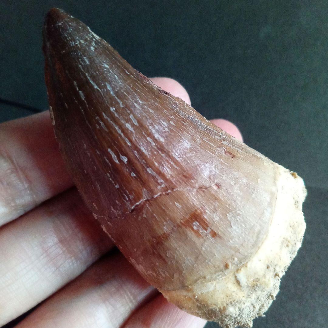 モササウルス　超大型種　プログナソドン　歯化石　美麗　超特大　約 71 mm