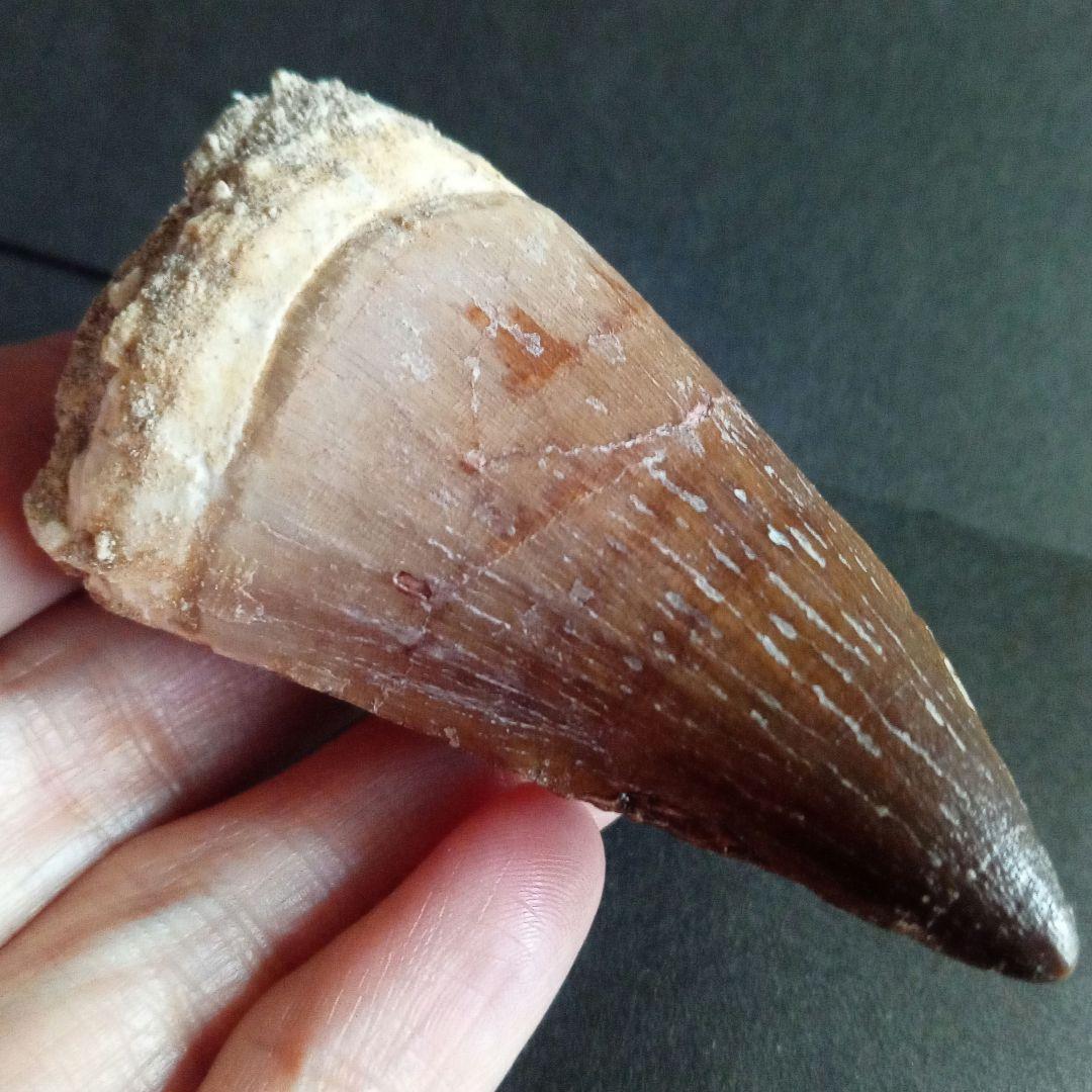 モササウルス　超大型種　プログナソドン　歯化石　美麗　超特大　約 71 mm