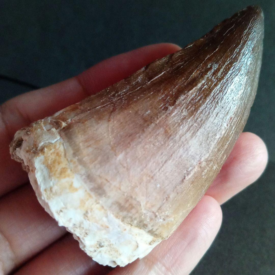 モササウルス　超大型種　プログナソドン　歯化石　美麗　超特大　約 71 mm