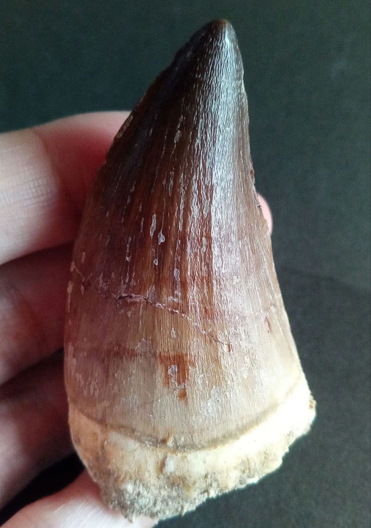 モササウルス　超大型種　プログナソドン　歯化石　美麗　超特大　約 71 mm