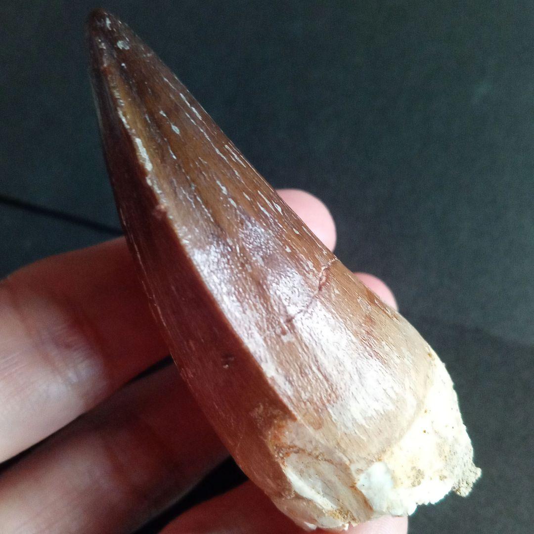 モササウルス　超大型種　プログナソドン　歯化石　美麗　超特大　約 71 mm