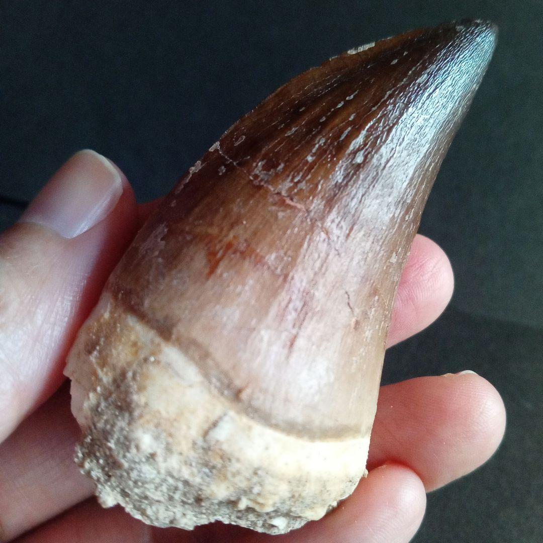 モササウルス　超大型種　プログナソドン　歯化石　美麗　超特大　約 71 mm