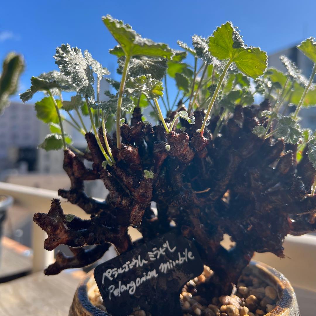 ペラルゴニウム ミラビレ（Pelargonium mirabile）コーデックス