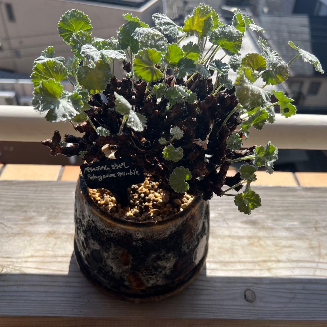 ペラルゴニウム ミラビレ（Pelargonium mirabile）コーデックス