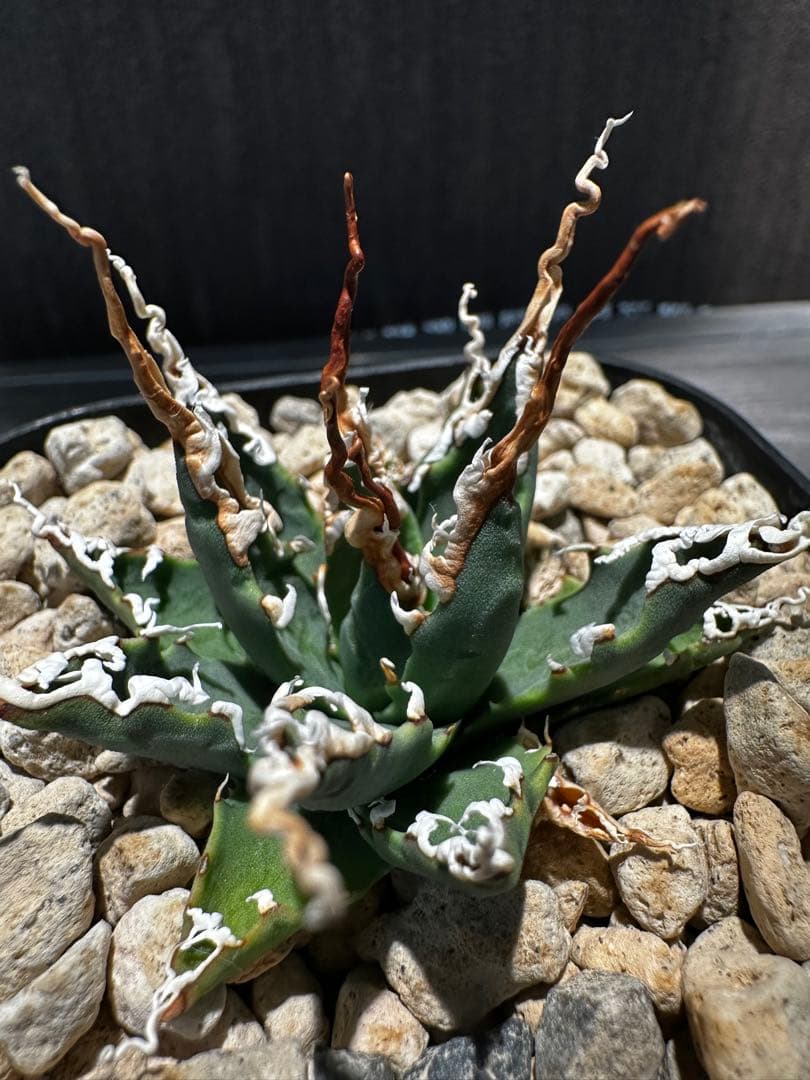 アガベ ユタエンシス エボリスピナ 陽炎 実生