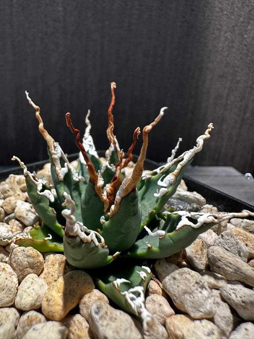 アガベ ユタエンシス エボリスピナ 陽炎 実生