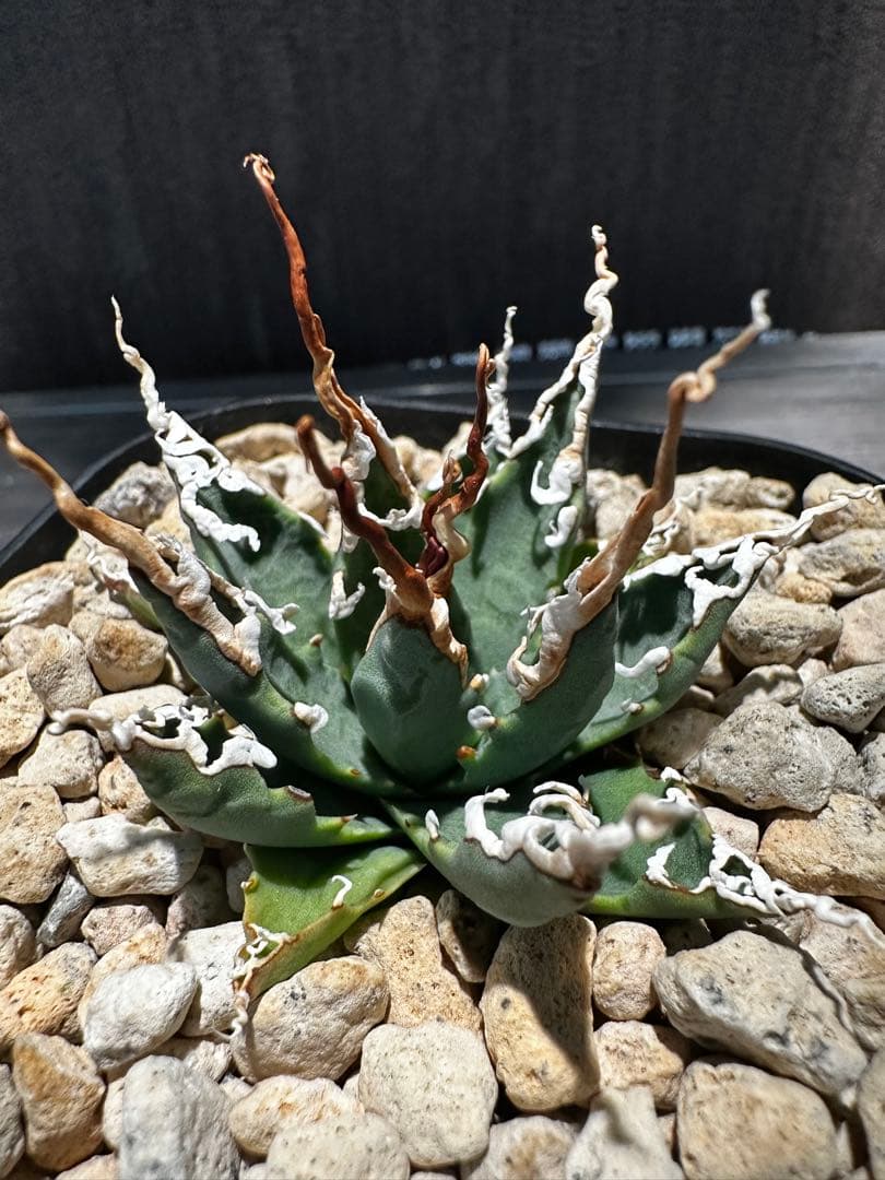 アガベ ユタエンシス エボリスピナ 陽炎 実生