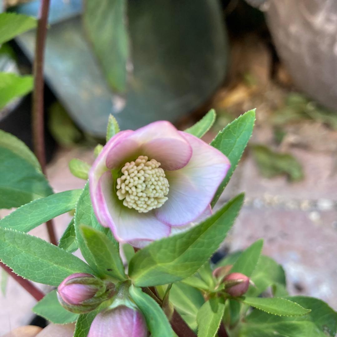 クリスマスローズ　極小輪多花ピンク　株分け前提