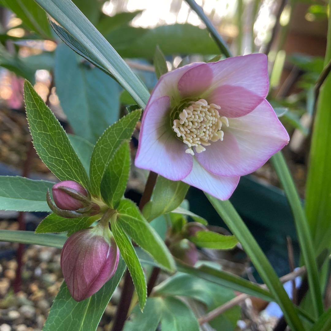 クリスマスローズ　極小輪多花ピンク　株分け前提