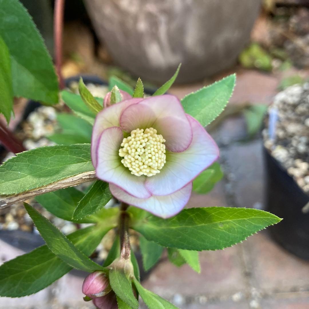 クリスマスローズ　極小輪多花ピンク　株分け前提