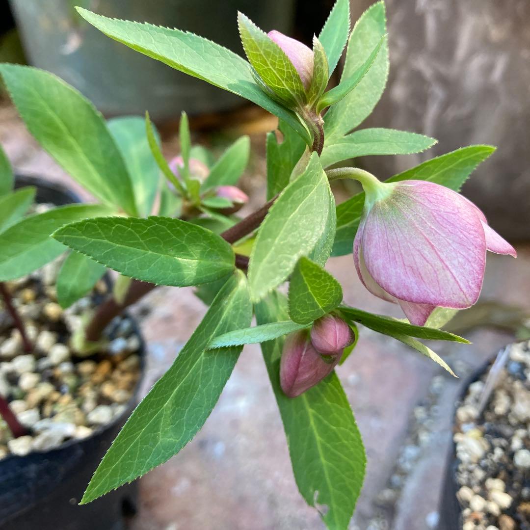 クリスマスローズ　極小輪多花ピンク　株分け前提