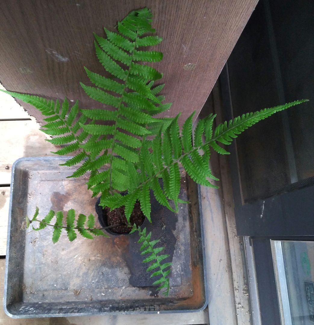 ワケアリ 中① 品種不明シダ