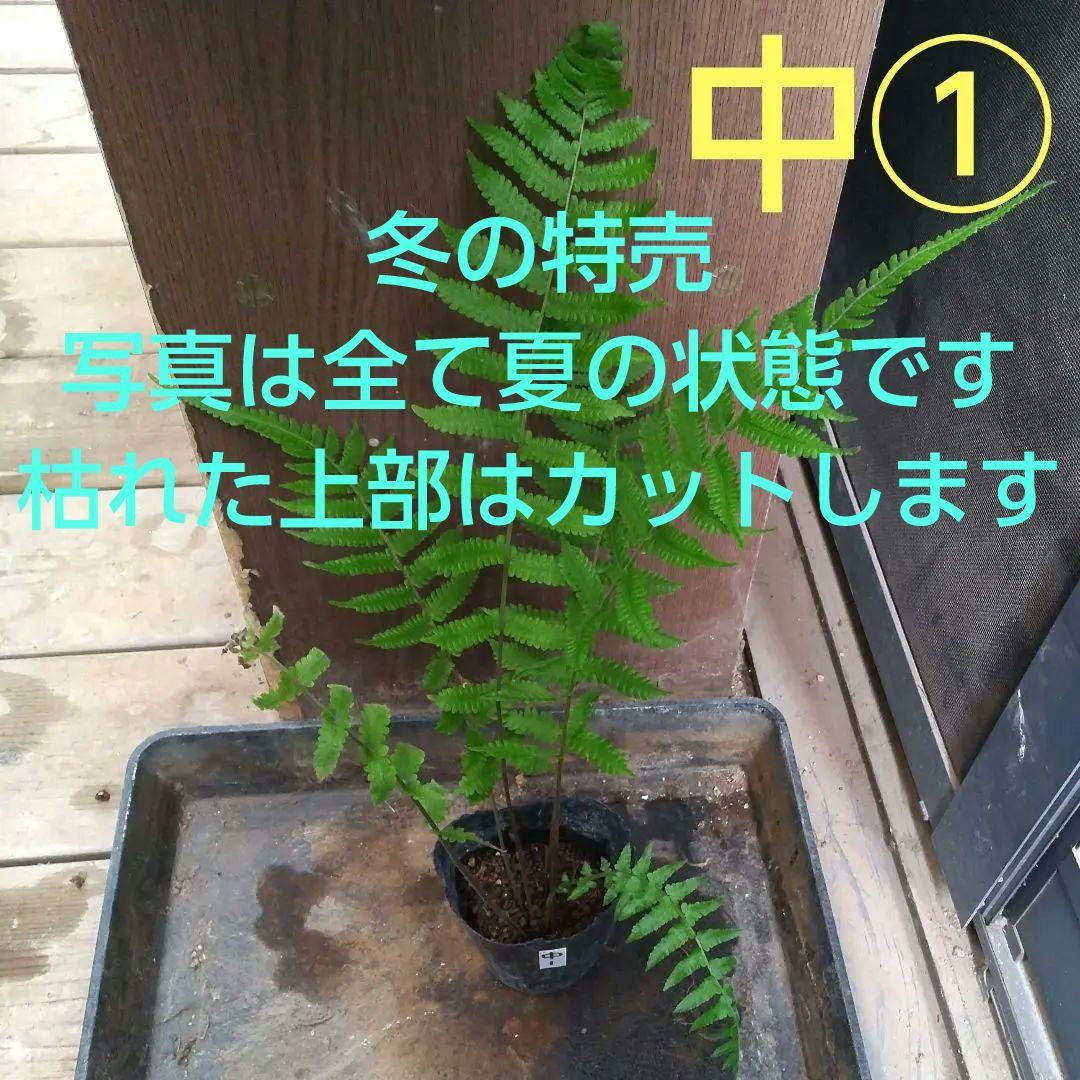 ワケアリ 中① 品種不明シダ