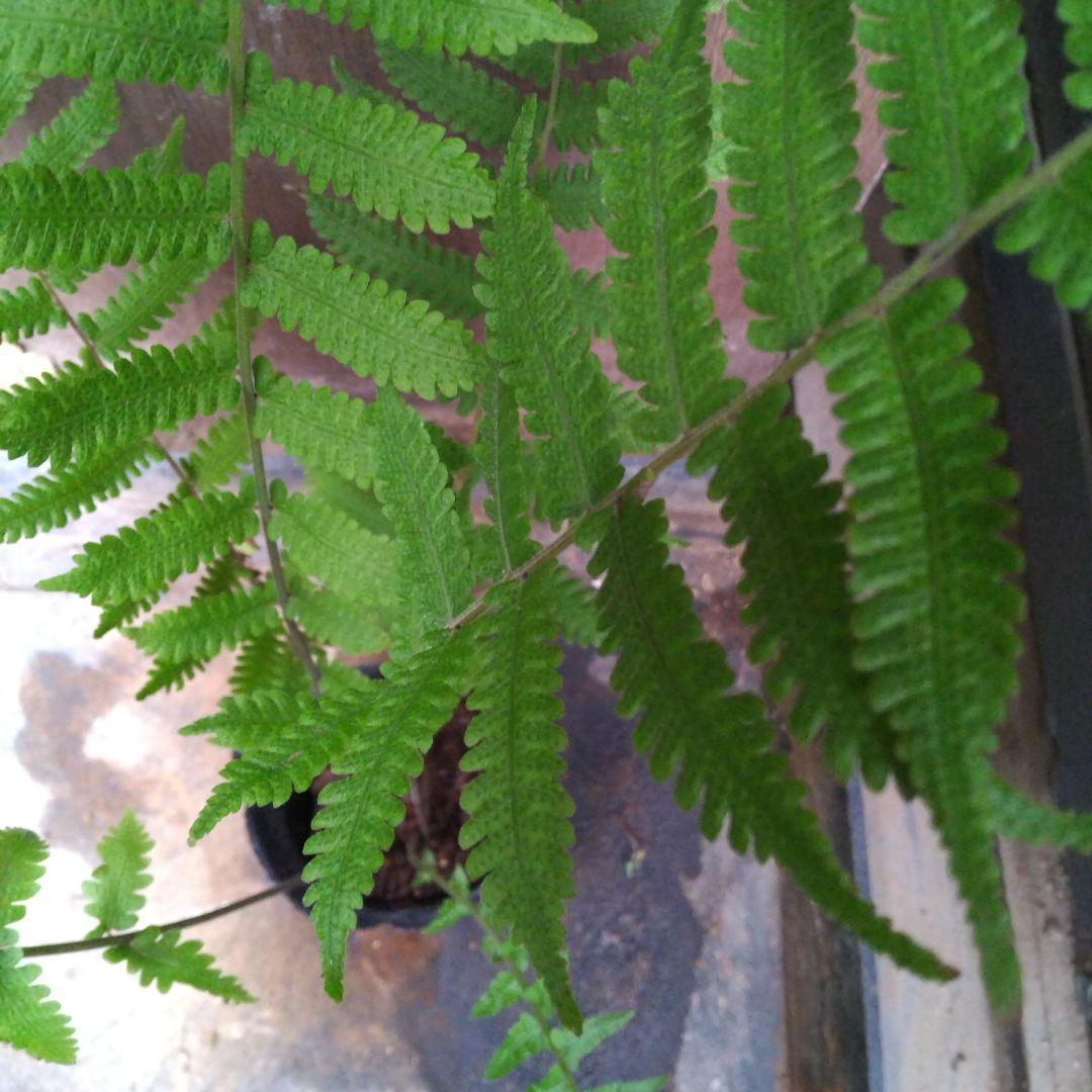 ワケアリ 中① 品種不明シダ