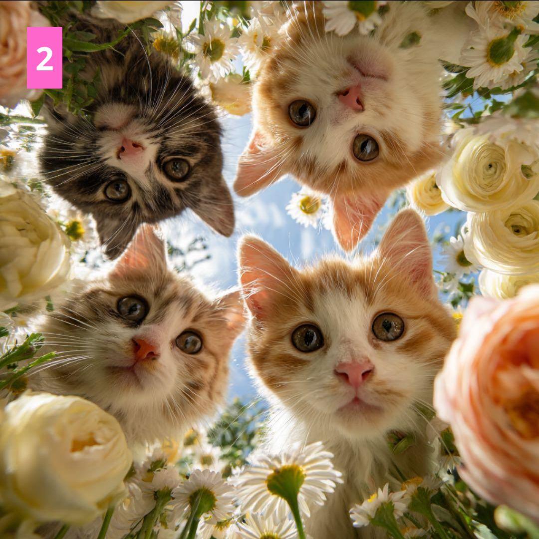 フラットポーチ♥ペタンコトートバック♥オーダー受け付け専用ページ♥アップCAT