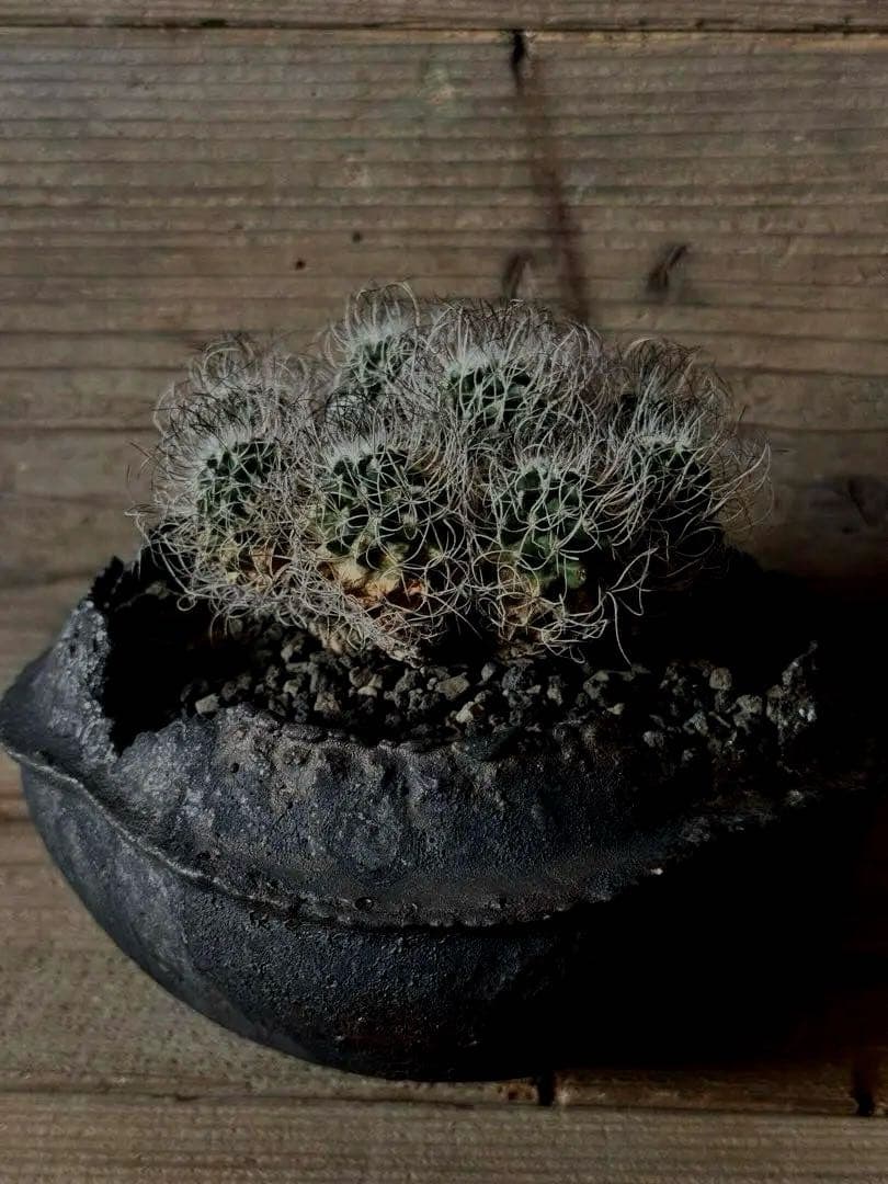 【群生株】 Turbinicarpus 撫城丸 昇竜丸 昇雲竜 ツルビニカルプス