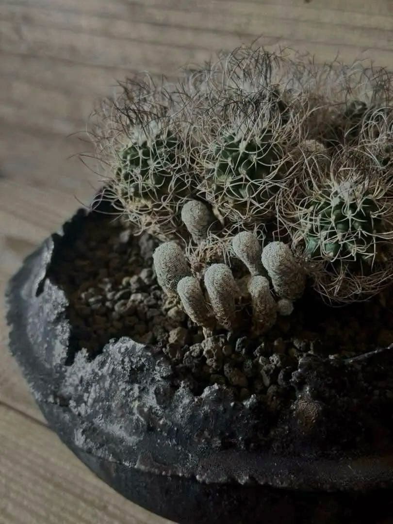 【群生株】 Turbinicarpus 撫城丸 昇竜丸 昇雲竜 ツルビニカルプス