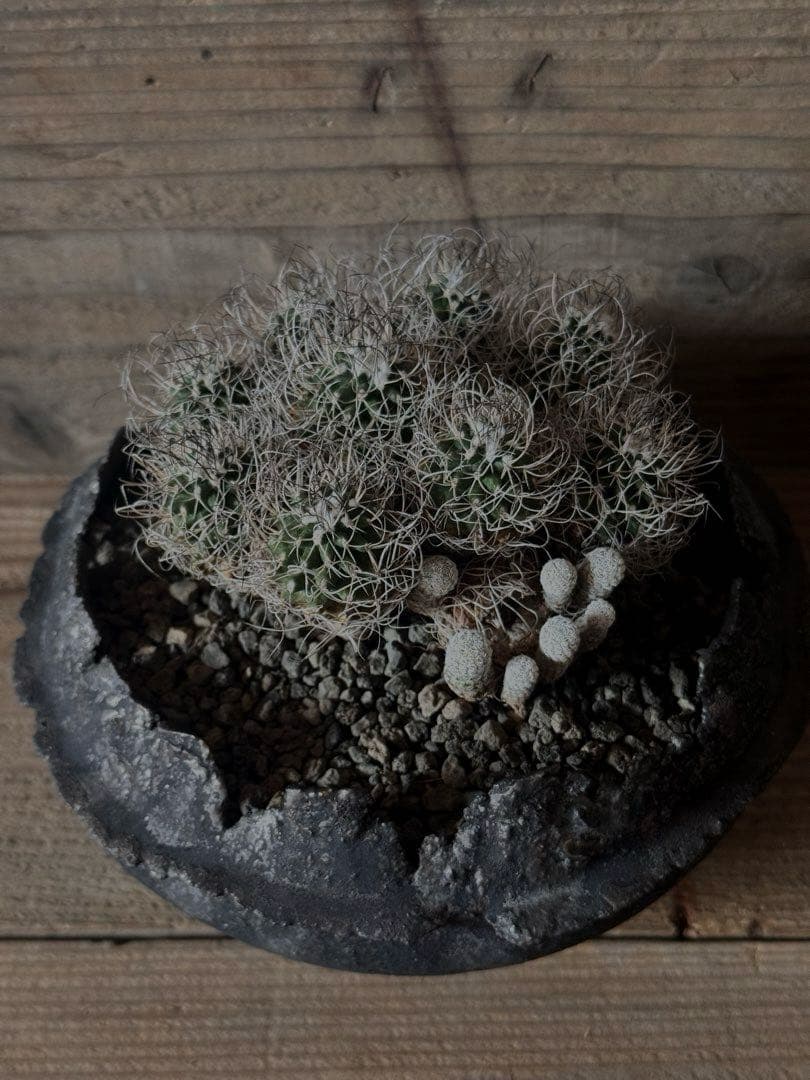 【群生株】 Turbinicarpus 撫城丸 昇竜丸 昇雲竜 ツルビニカルプス