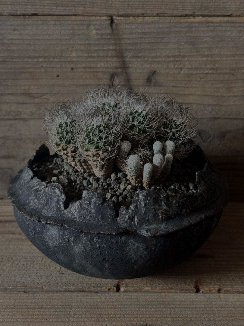 【群生株】 Turbinicarpus 撫城丸 昇竜丸 昇雲竜 ツルビニカルプス