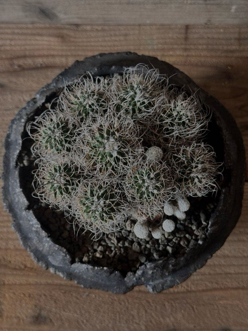 【群生株】 Turbinicarpus 撫城丸 昇竜丸 昇雲竜 ツルビニカルプス