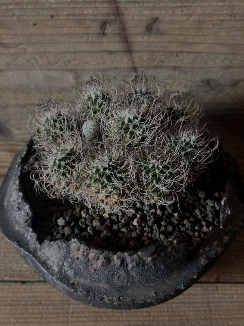 【群生株】 Turbinicarpus 撫城丸 昇竜丸 昇雲竜 ツルビニカルプス