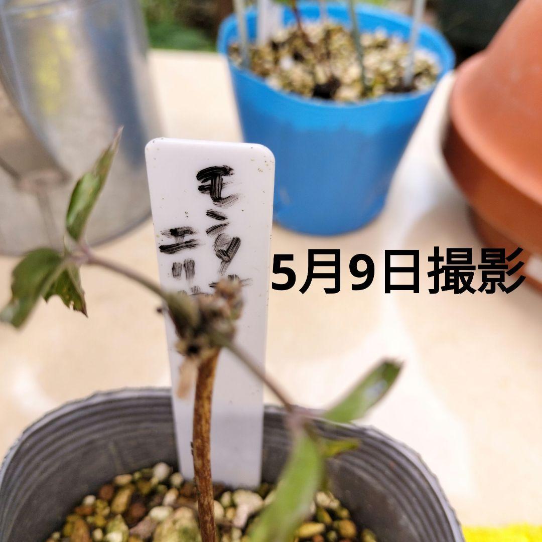 ■クレマチス/モンタナエリザベス苗 確認専用！6月23日ご報告とお詫び。