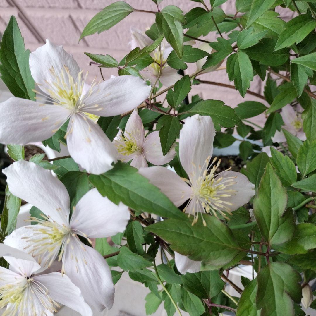 ■クレマチス/モンタナエリザベス苗 確認専用！6月23日ご報告とお詫び。