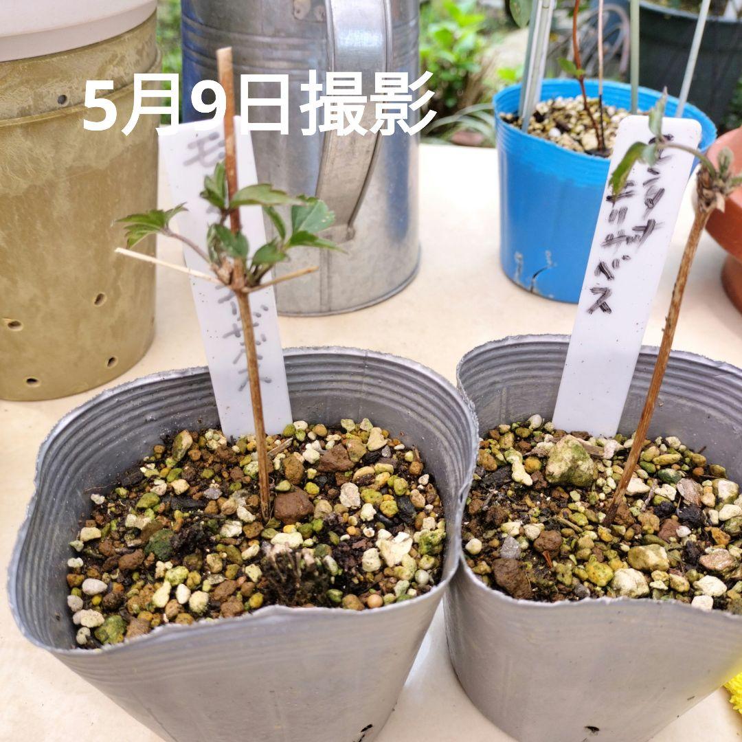 ■クレマチス/モンタナエリザベス苗 確認専用！6月23日ご報告とお詫び。