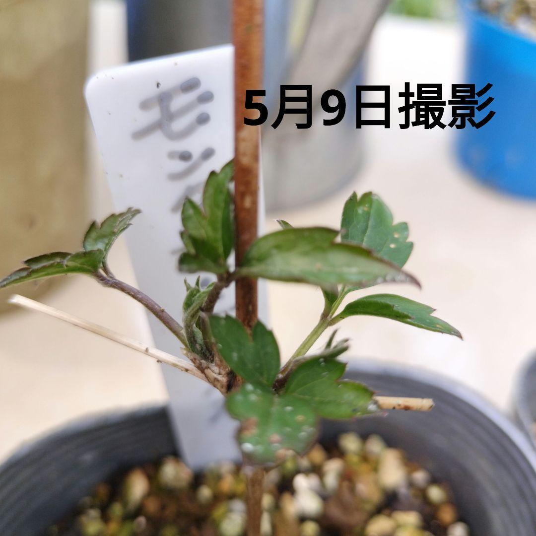 ■クレマチス/モンタナエリザベス苗 確認専用！6月23日ご報告とお詫び。