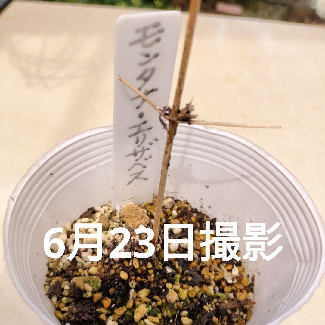 ■クレマチス/モンタナエリザベス苗 確認専用！6月23日ご報告とお詫び。