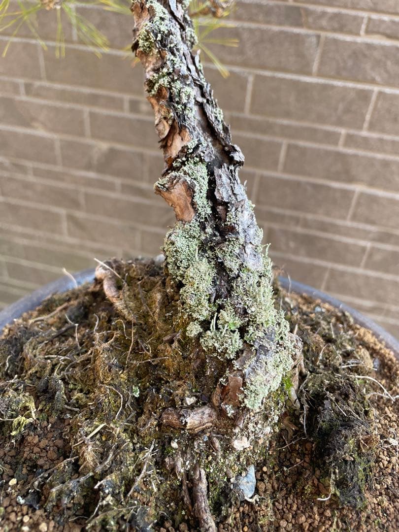 古木赤松文人木調盆栽