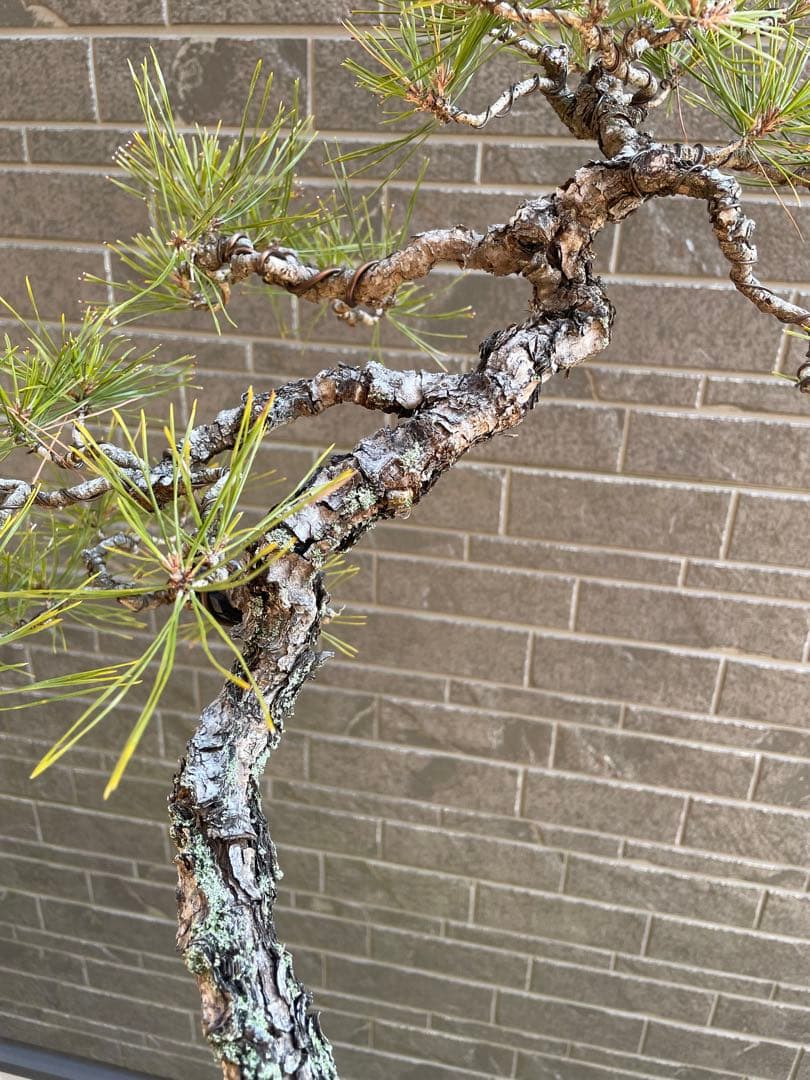 古木赤松文人木調盆栽