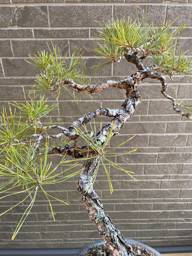 古木赤松文人木調盆栽