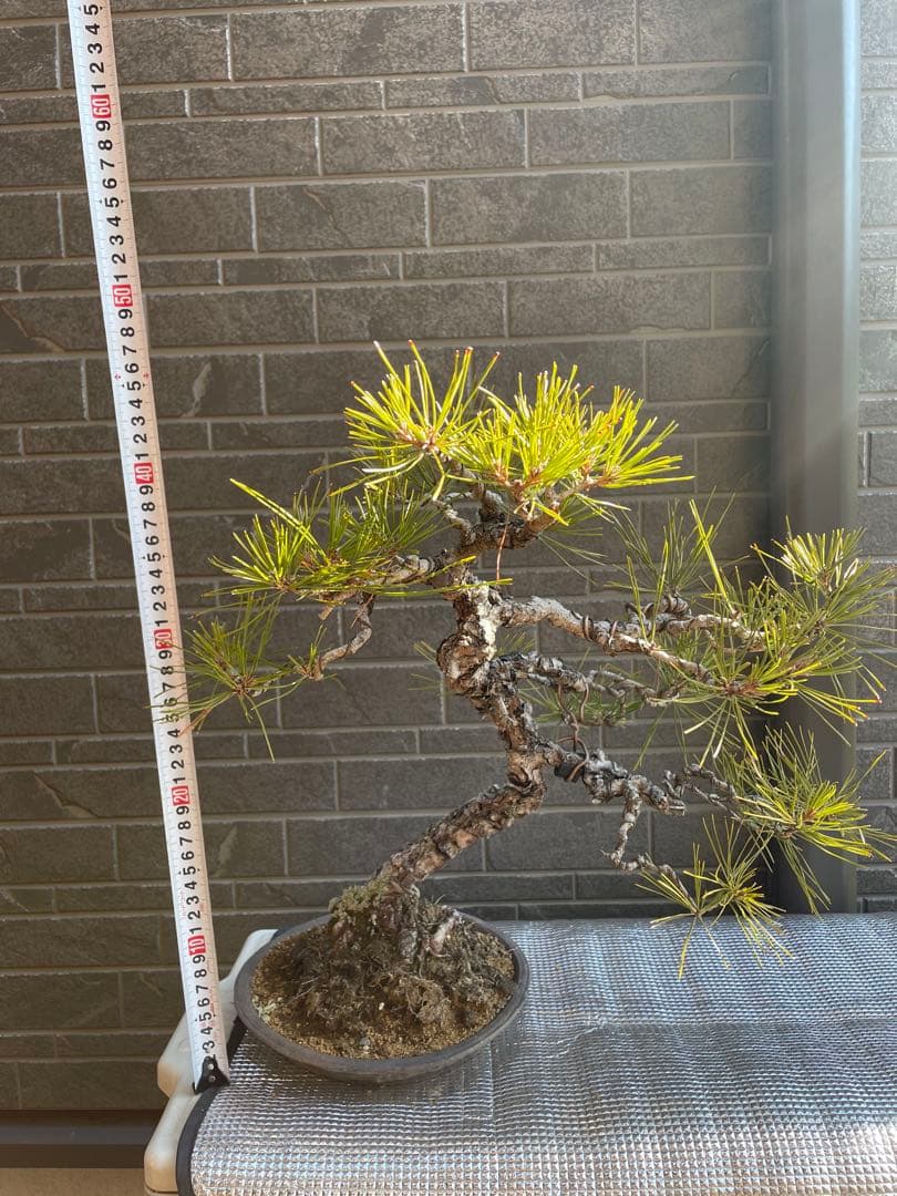 古木赤松文人木調盆栽