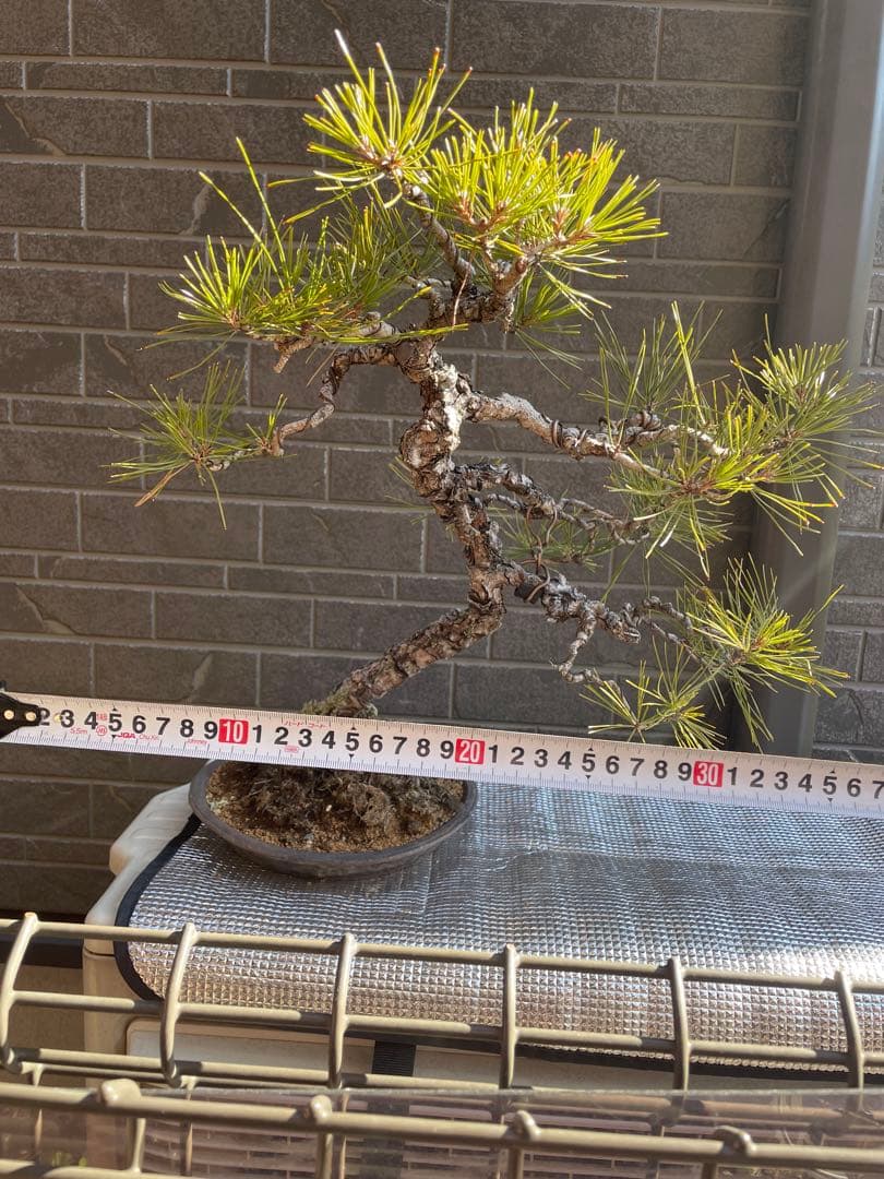 古木赤松文人木調盆栽