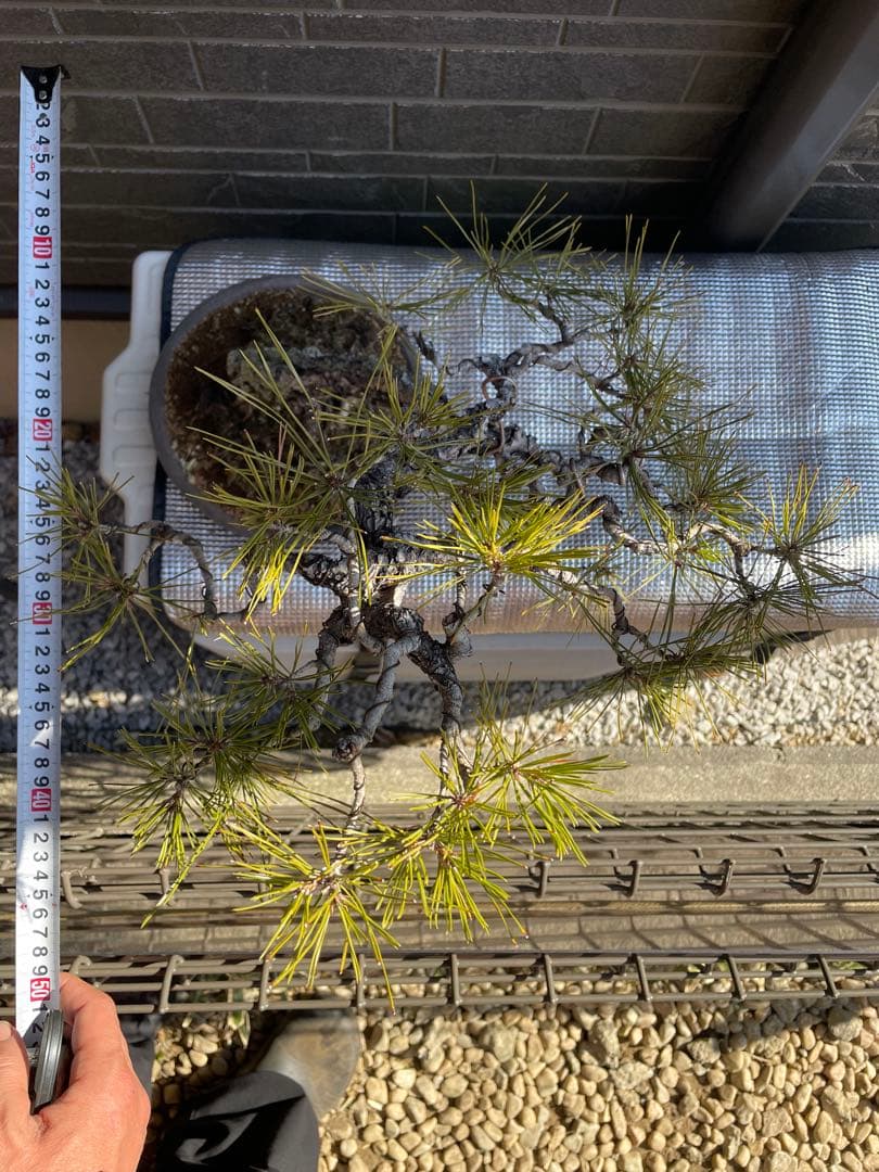 古木赤松文人木調盆栽