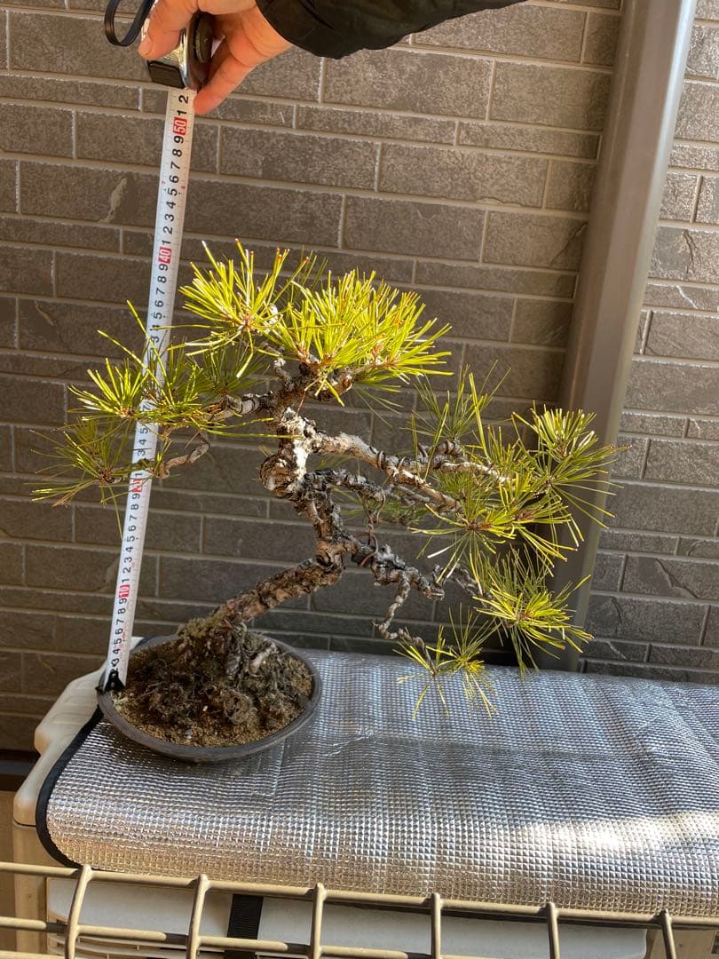 古木赤松文人木調盆栽