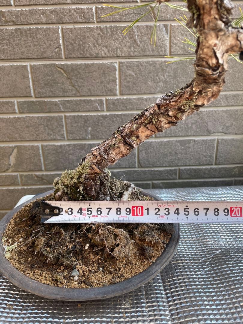 古木赤松文人木調盆栽